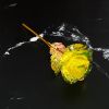 2Pcs Realistic 24K Golden Foil Rose Gold